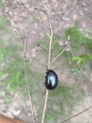 Leptinotarsa behrensi