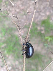 Leptinotarsa behrensi