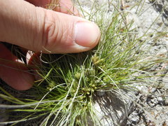 Fimbristylis vahlii