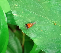 Tricyanaula aurantiaca