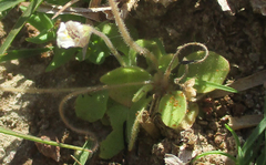 Diclis petiolaris