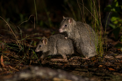 Northern Bettong photo 2