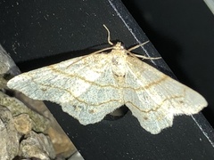 Trigrammia quadrinotaria