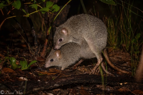 Northern Bettong (Bettongia tropica) — Endangered Mammalia