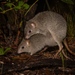 Northern Bettong - Photo (c) David White, some rights reserved (CC BY-NC), uploaded by David White