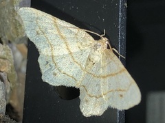 Trigrammia quadrinotaria