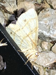 Trigrammia quadrinotaria