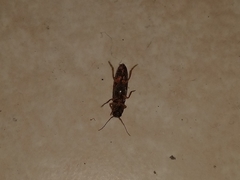 Elateridae