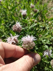 Monardella odoratissima pallida