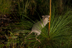Northern Bettong photo 5