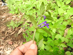 Scutellaria dumetorum