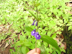 Scutellaria dumetorum