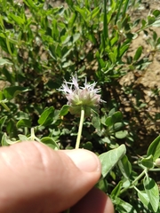 Monardella odoratissima pallida