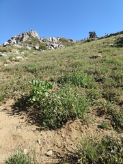 Monardella odoratissima pallida