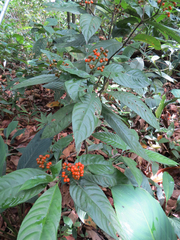 Palicourea racemosa