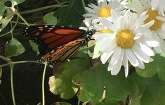Danaus plexippus