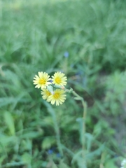Lactuca serriola