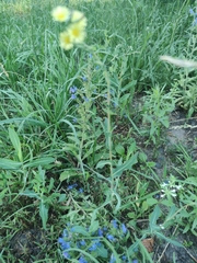Lactuca serriola