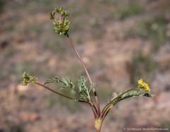 Lomatium austiniae