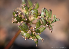 Lomatium austiniae