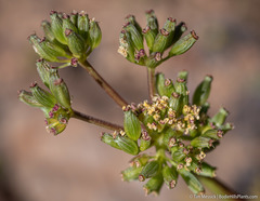 Lomatium austiniae
