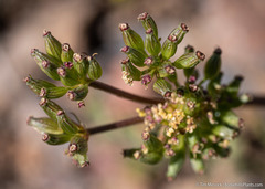Lomatium austiniae