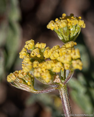 Lomatium austiniae