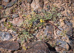 Lomatium austiniae
