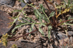 Lomatium austiniae