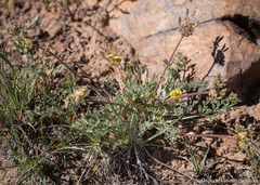 Lomatium austiniae