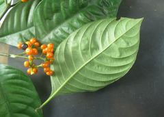 Palicourea racemosa