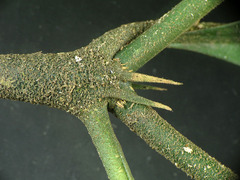 Palicourea racemosa