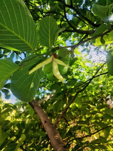 Annona longiflora, photograph 2