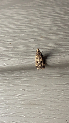 Martyringa latipennis