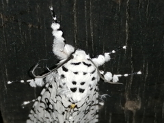 Lichnoptera