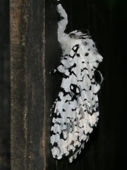 Lichnoptera