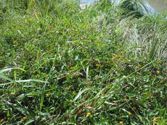 Acmella oppositifolia