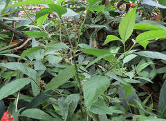 Palicourea gracilenta