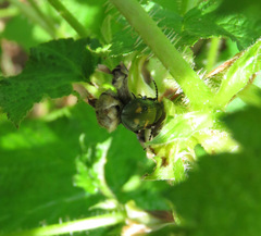 Selatosomus suckleyi