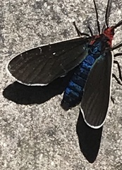 Ctenucha rubroscapus