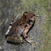 Serranobatrachus insignitus - Photo (c) Josh Vandermeulen, algunos derechos reservados (CC BY-NC-ND), subido por Josh Vandermeulen
