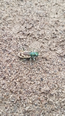 Cicindela theatina