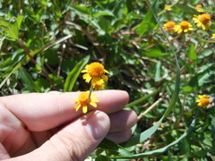 Acmella oppositifolia