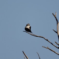 Cheramoeca leucosterna