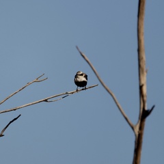 Cheramoeca leucosterna