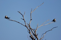 Cheramoeca leucosterna