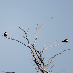 Cheramoeca leucosterna