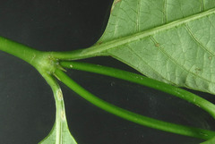 Palicourea gracilenta