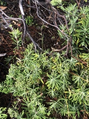 Eriogonum arborescens