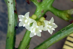 Palicourea gracilenta